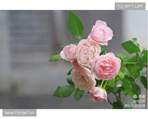 宇秋：倾听时光的低语，品味生命的芬芳